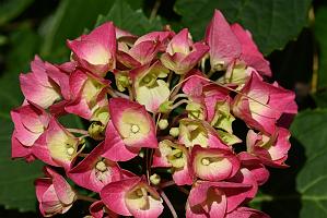 2025-06138964 Tower Hill Botanic Garden, MA